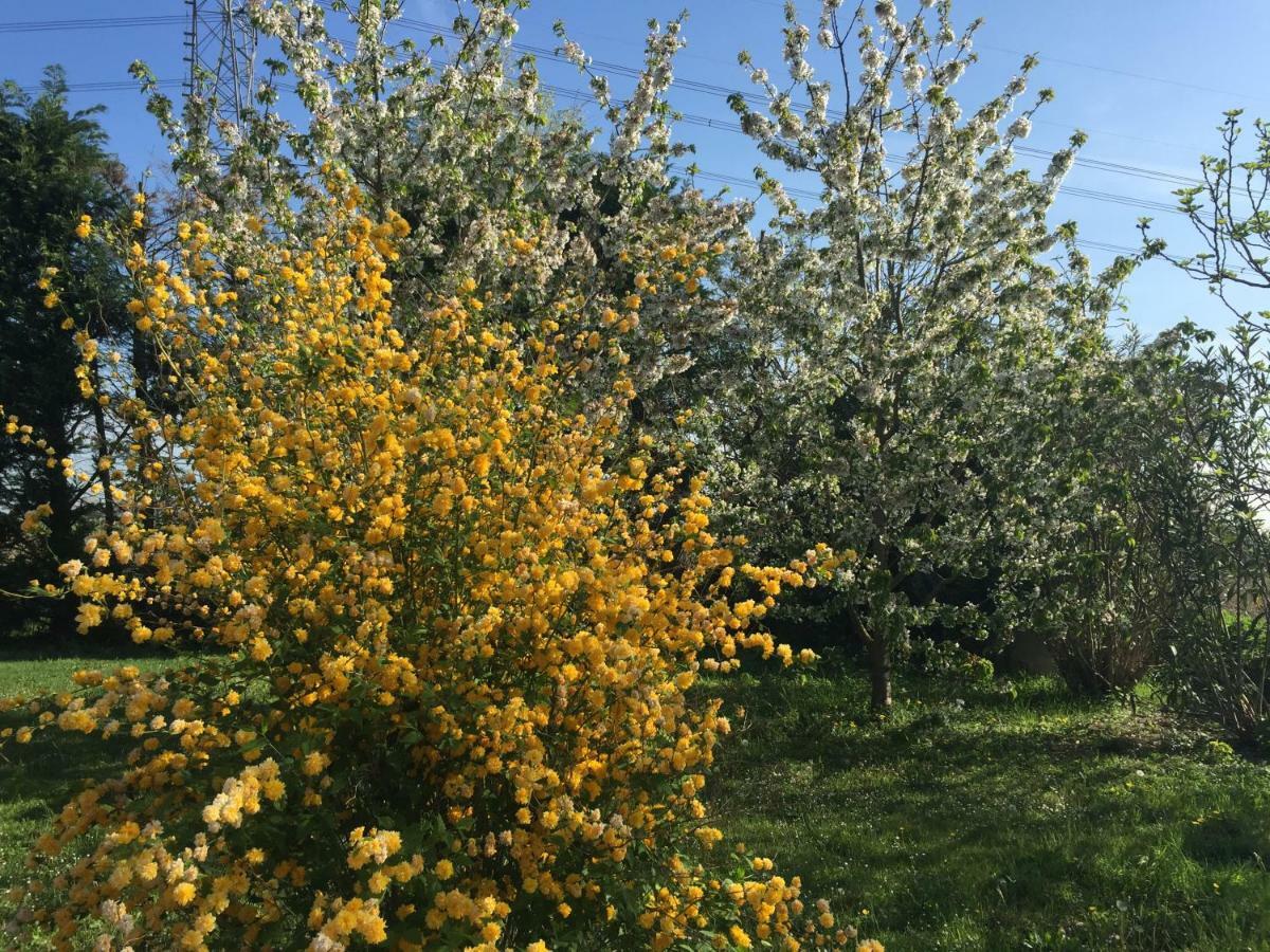 Il Rudere Bed & Breakfast Ravenna Dış mekan fotoğraf